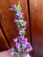 Boronia crenulata pubescens