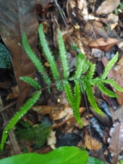 Trichomanes pinnatum