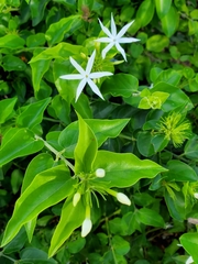 Jasminum multiflorum