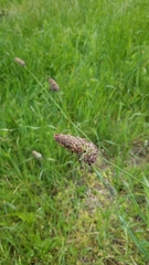 Phalaris californica