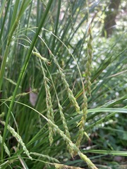 Carex longebrachiata