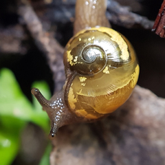 Helicarion mastersi