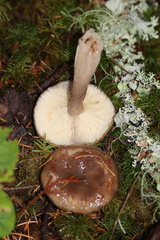 Lactarius pseudomucidus