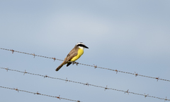 Pitangus sulphuratus