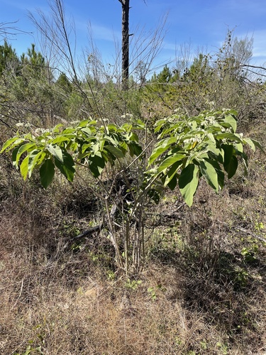 Solanum erianthum iNat (1)