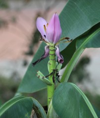 Musa ornata