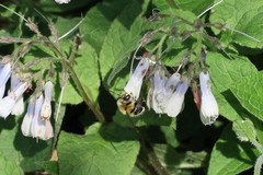 Anthophora plumipes