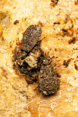 Euricoris australicus