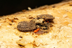 Euricoris australicus