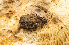 Euricoris australicus