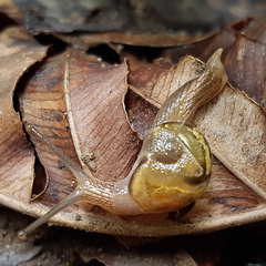 Helicarion mastersi