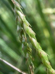 Carex longebrachiata