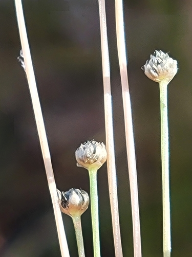 Image of Eriocaulon ravenelii by (c) Jay Horn, some rights reserved (CC BY)