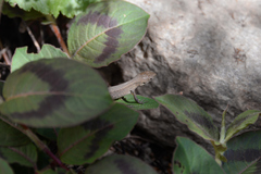 Takydromus tachydromoides