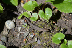 Takydromus tachydromoides