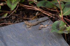 Takydromus tachydromoides