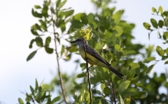 Tyrannus melancholicus