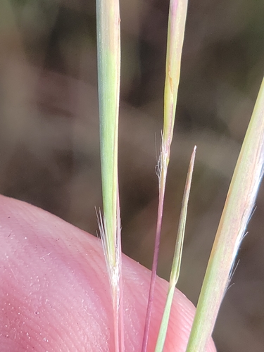 Image of White Bluestem (Anatherum dealbatum) by (c) Jay Horn, some rights reserved (CC BY)