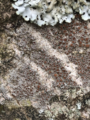 Lecanora argentata