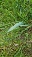 Phalaris californica