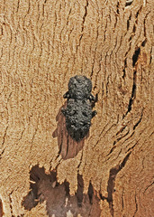 Phloeodes diabolicus