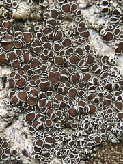 Lecanora argentata
