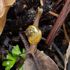 Helicarion mastersi