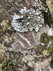 Lecanora argentata