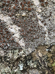 Lecanora argentata