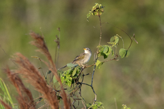 Emberizoides herbicola