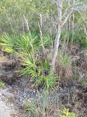 Andropogon cretaceus image