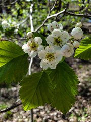 Crataegus lucorum
