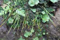 Anthoceros