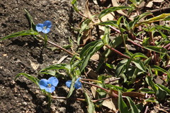 Commelina lanceolata