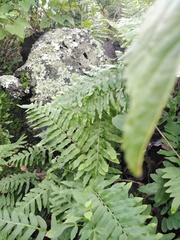 Phanerophlebia