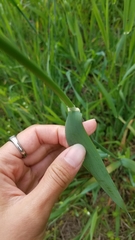 Phalaris californica