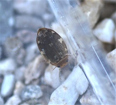 Laccophilus maculosus