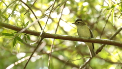 Vireo leucophrys