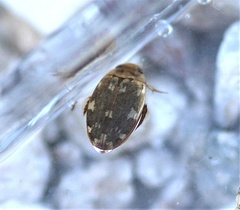 Laccophilus maculosus