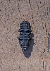 Phloeodes diabolicus