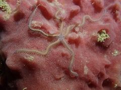 Macrophiothrix nereidina