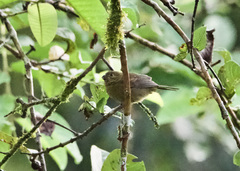 Sporophila corvina