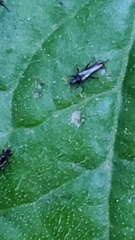 Klambothrips myopori