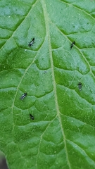 Klambothrips myopori