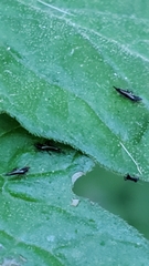 Klambothrips myopori