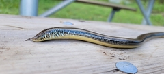 Ophisaurus ventralis image