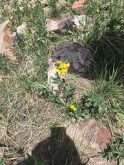 Thermopsis divaricarpa
