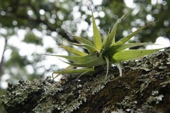 Tillandsia prodigiosa