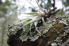 Tillandsia prodigiosa