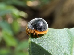 Epilachna pseudorealis